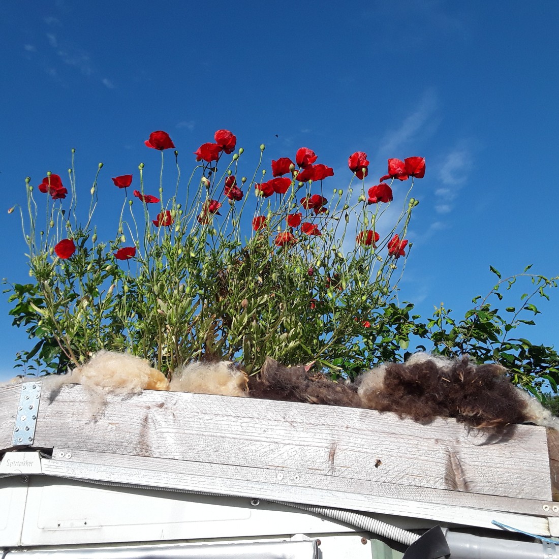 Rote Blumen auf einem Dach