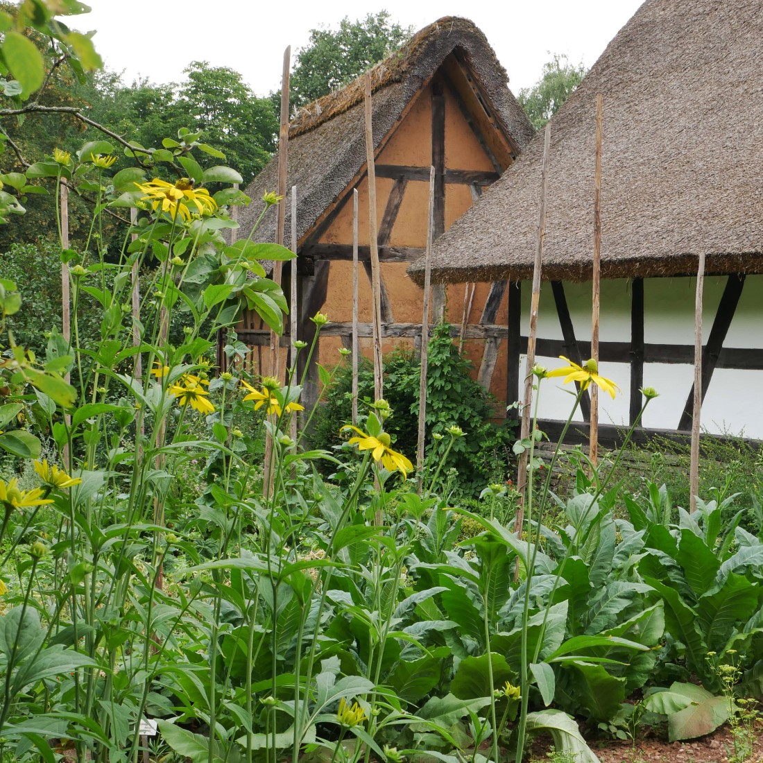 Woman with a white headscarf stands behind tall plants in front of a yellow half-timbered house