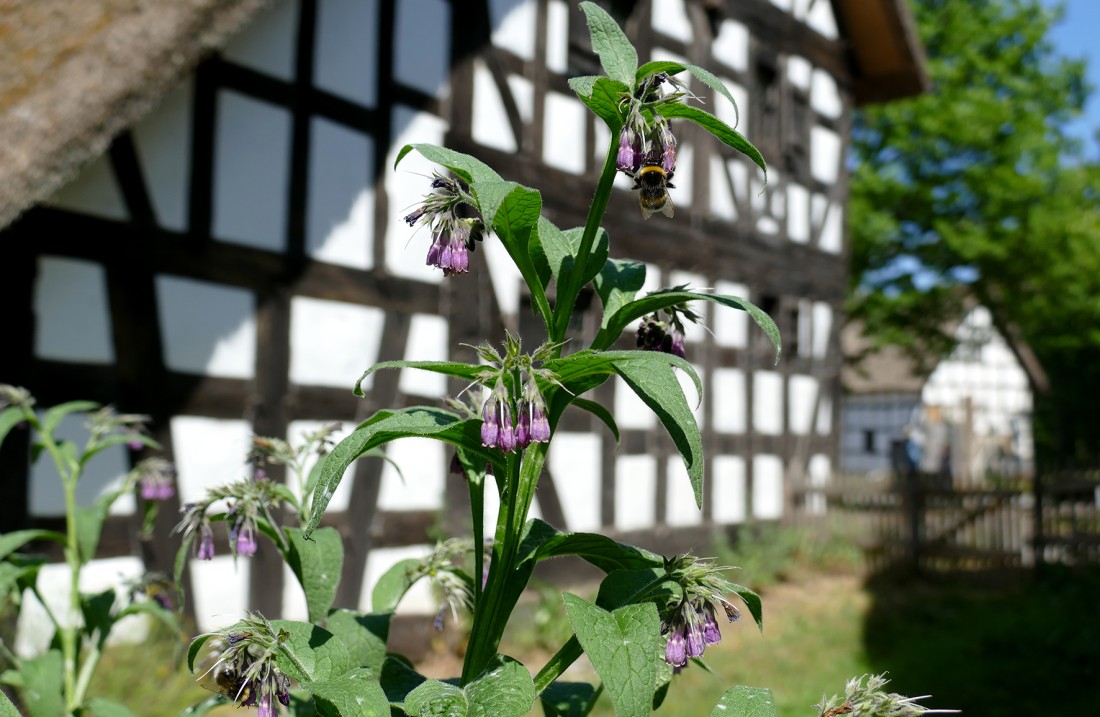 A plant with purple flowers and a bee in front of a half-timbered house