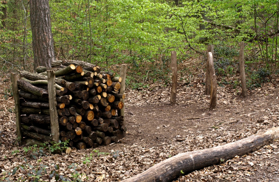 gestapeltes Holz liegt im Wald, davor ein Baumstamm