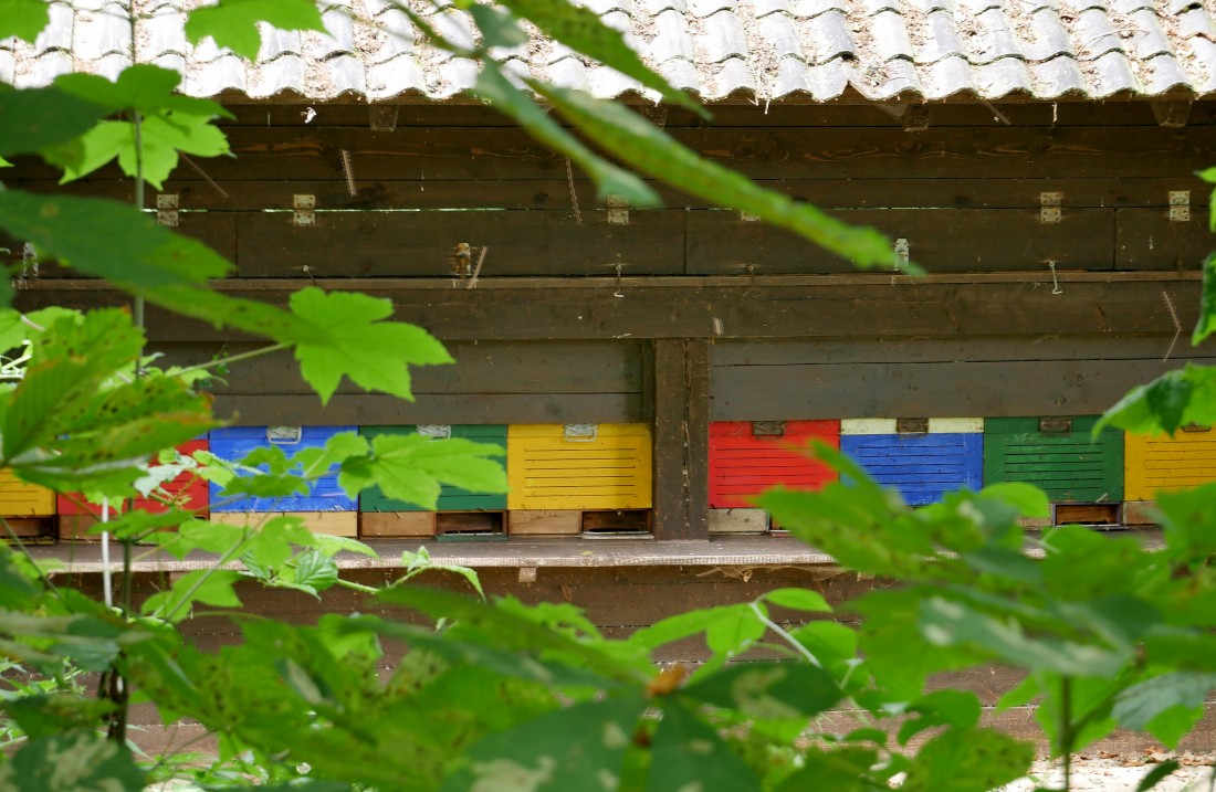 Bienenhaus aus Holz, davor verschiedenfarbige Bienenstöcke