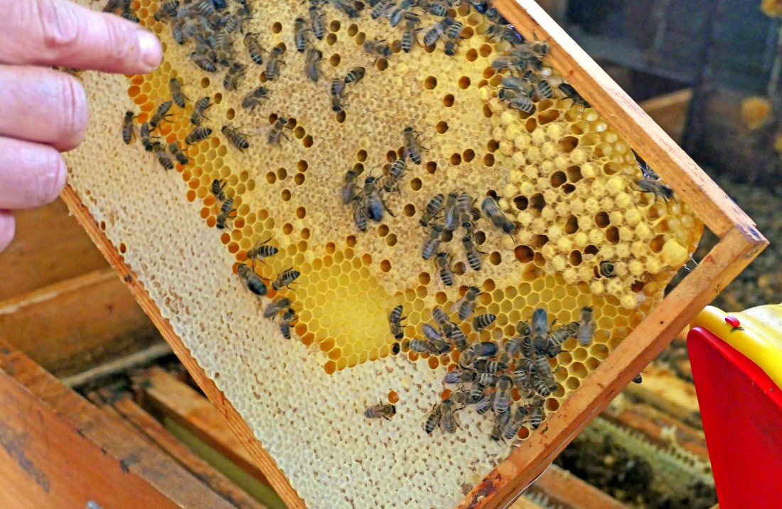 Bienenwabe mit Bienen
