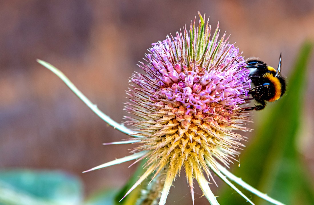 Biene auf einer Distel