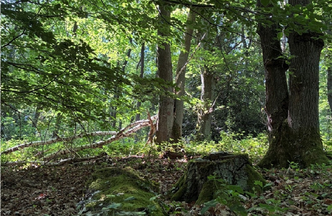 Wald und Bäume