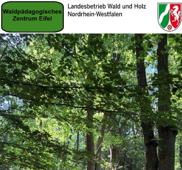 Waldboden und Bäume